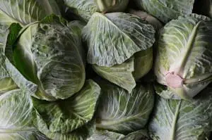 cabbages